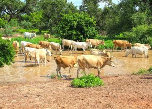 Climate Governance - Center for Climate Action