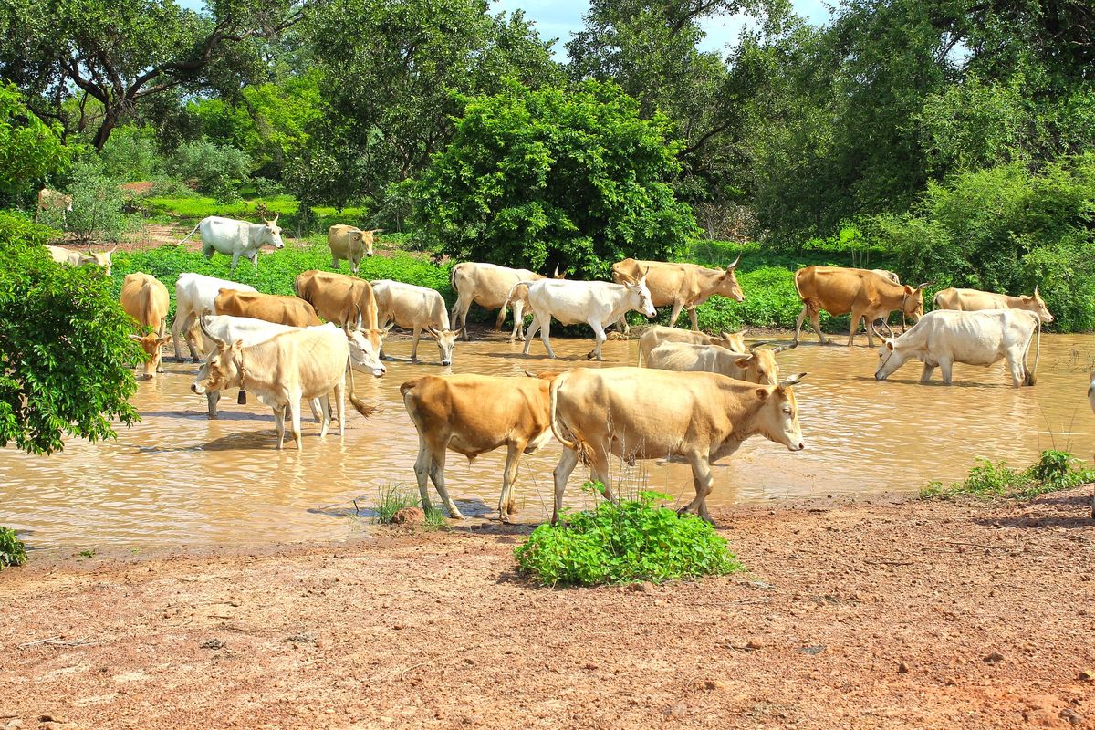 Climate Governance - Center for Climate Action